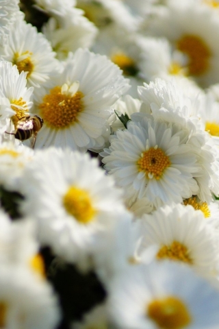 White Daisies  for 320 x 480 iPhone resolution