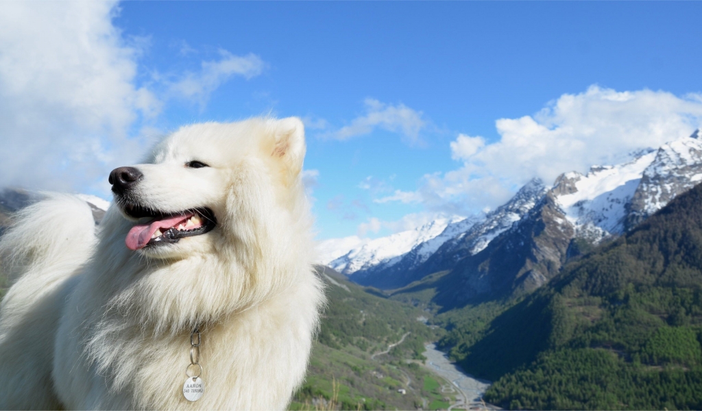 White Dog for 1024 x 600 widescreen resolution