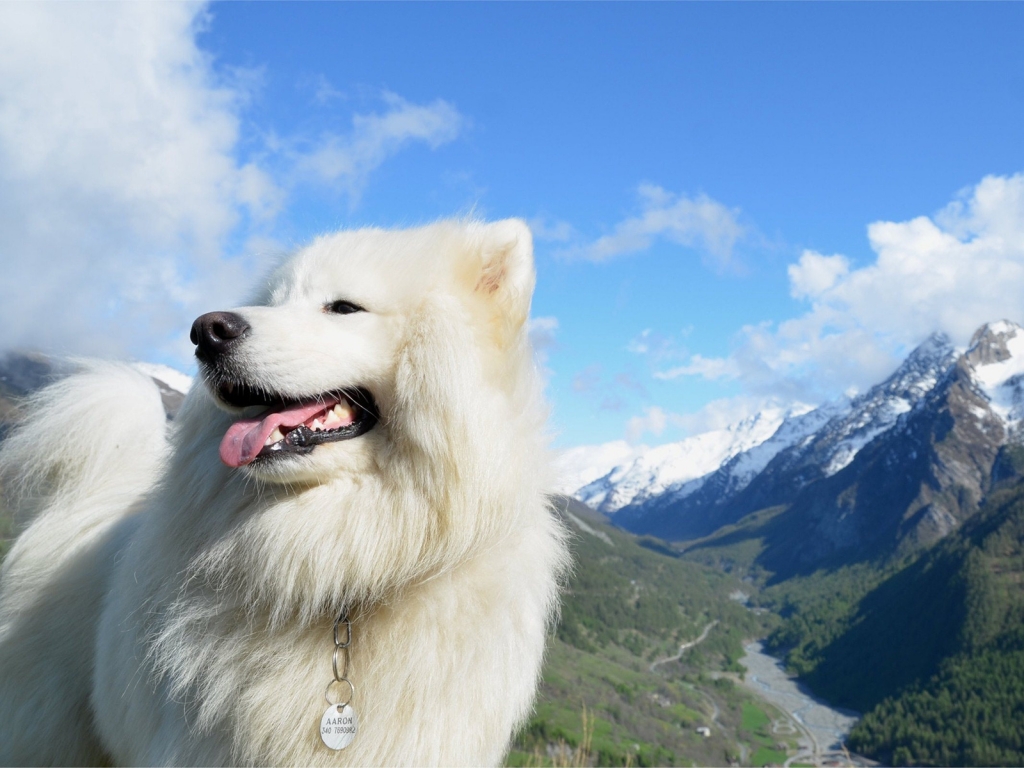 White Dog for 1024 x 768 resolution