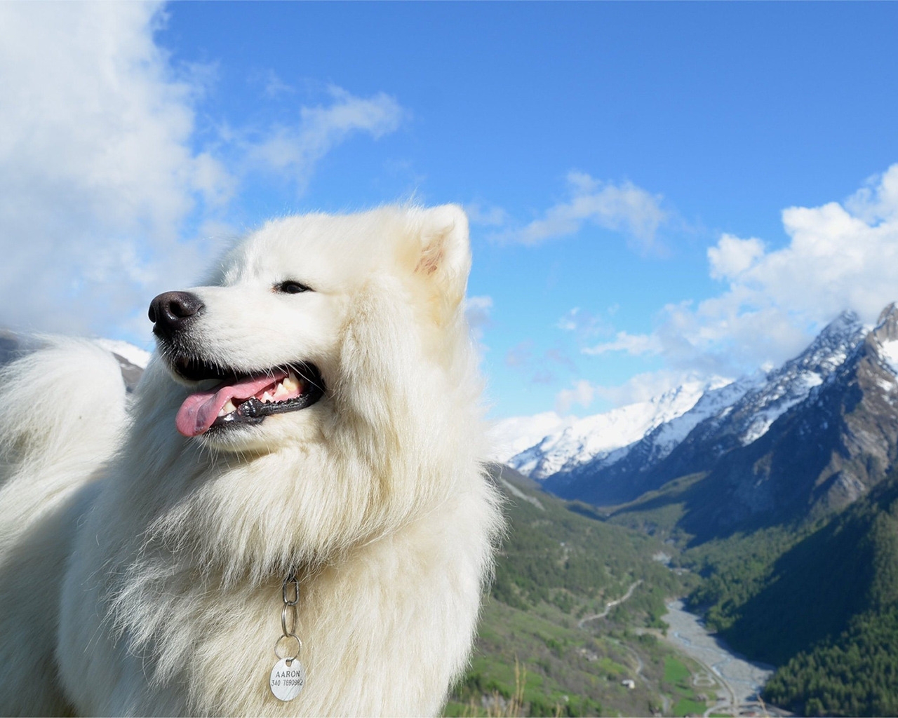 White Dog for 1280 x 1024 resolution