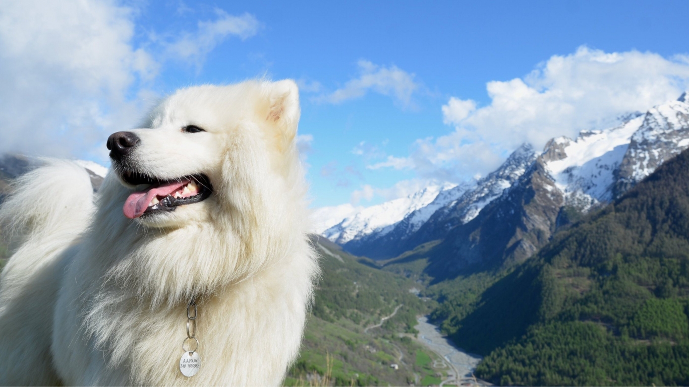 White Dog for 1366 x 768 HDTV resolution