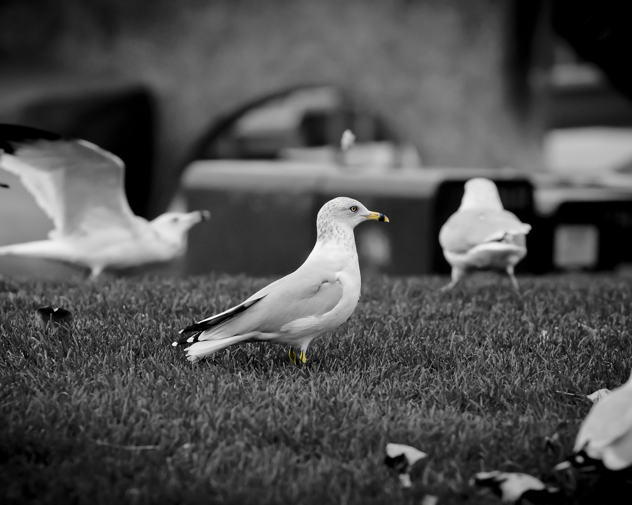 White doves for 1280 x 1024 resolution