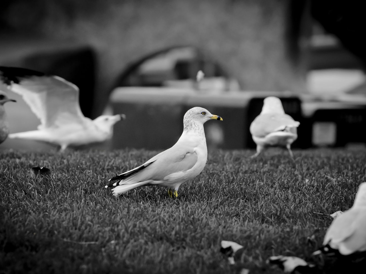 White doves for 1280 x 960 resolution