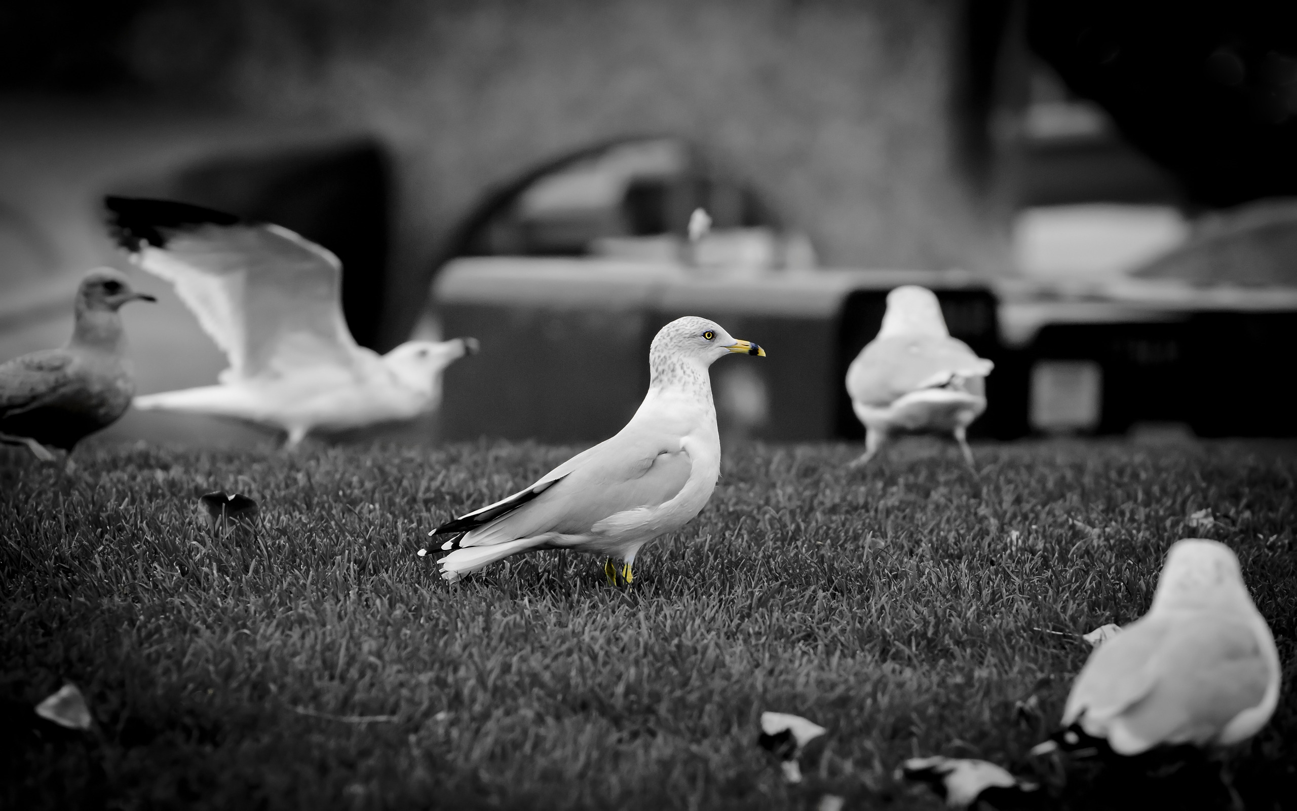 White doves for 2560 x 1600 widescreen resolution