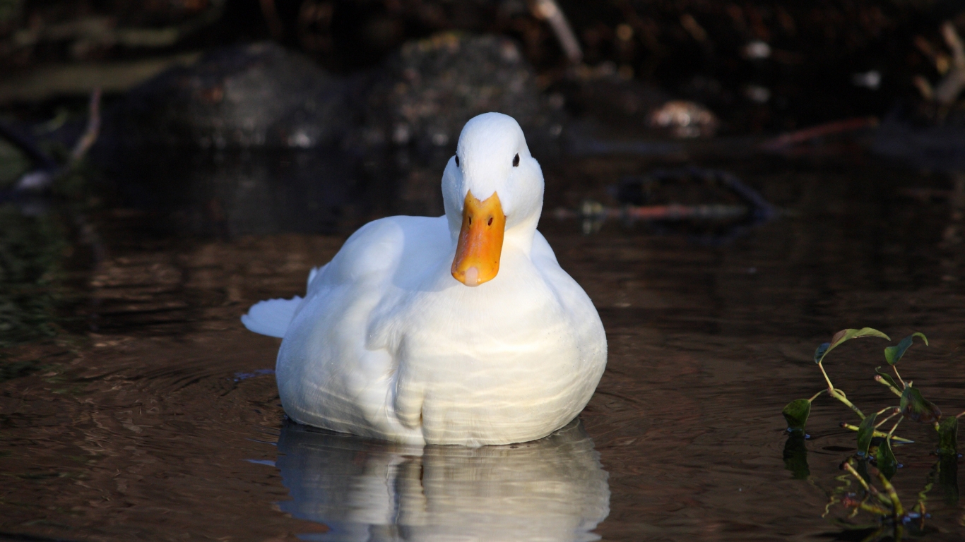 White Duck for 1366 x 768 HDTV resolution