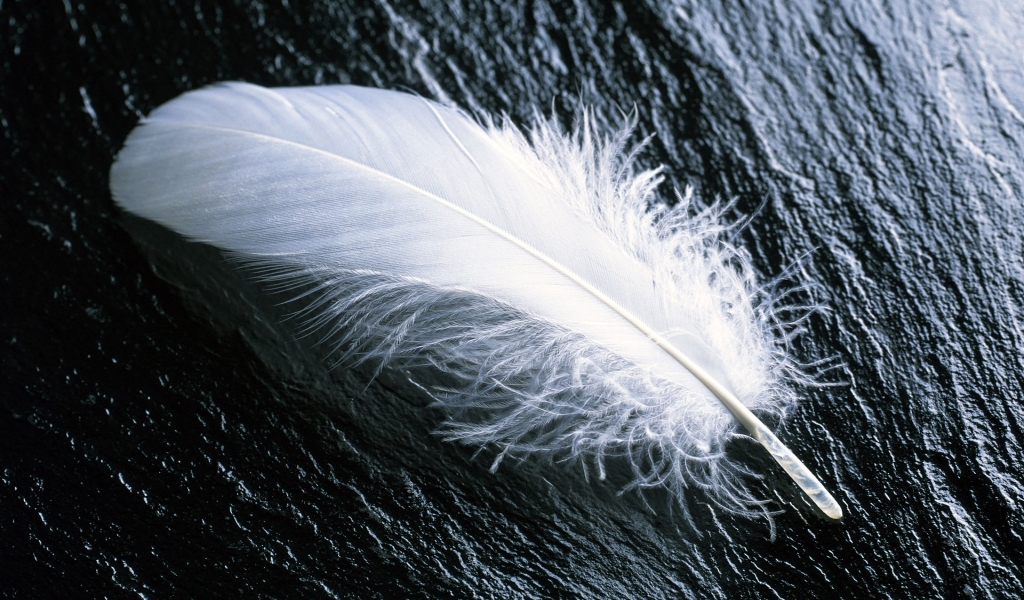 White feather for 1024 x 600 widescreen resolution