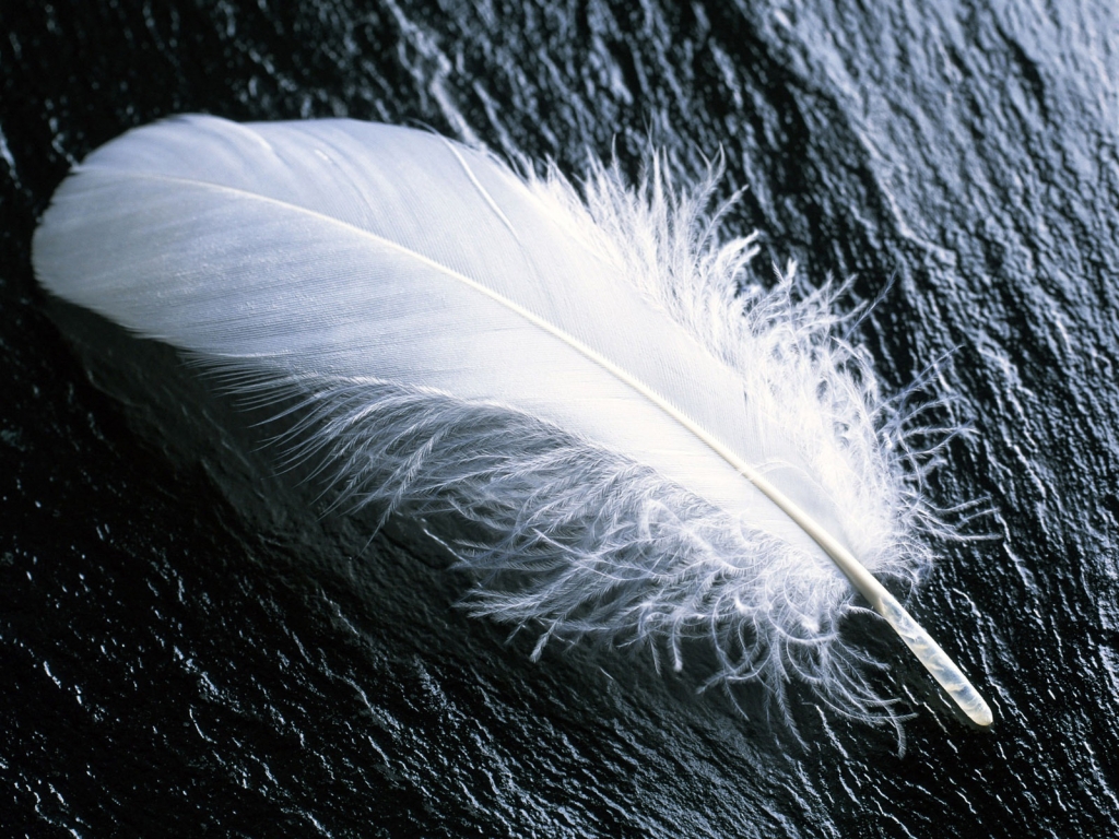 White feather for 1024 x 768 resolution