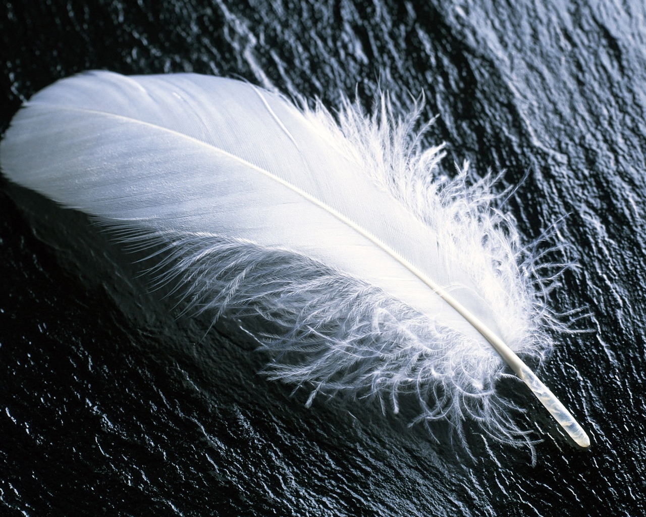 White feather for 1280 x 1024 resolution