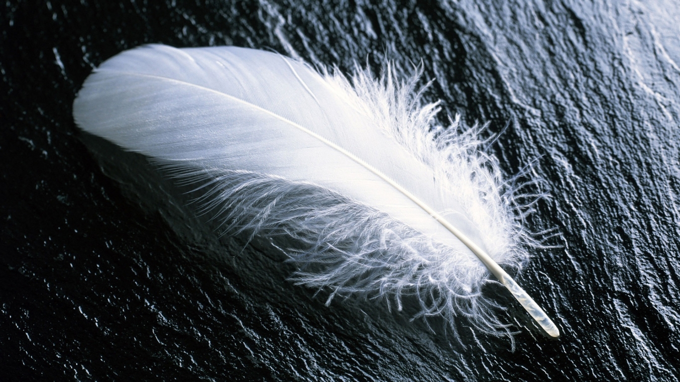 White feather for 1366 x 768 HDTV resolution