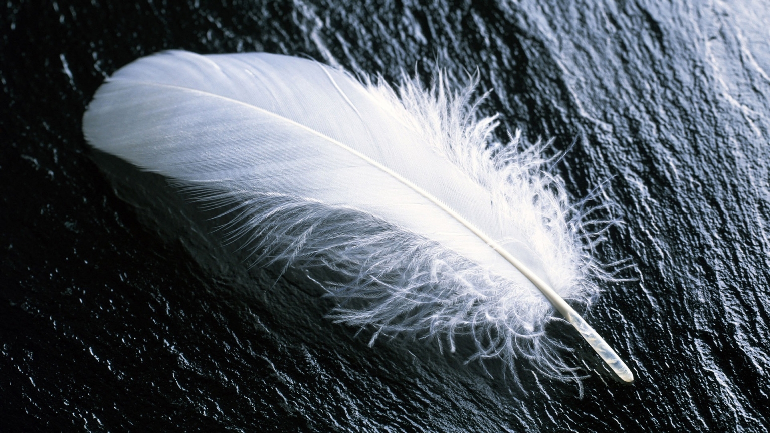 White feather for 1536 x 864 HDTV resolution