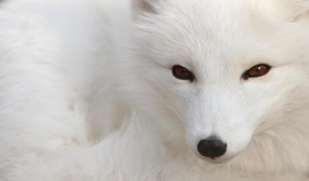 White Fox for 1024 x 600 widescreen resolution