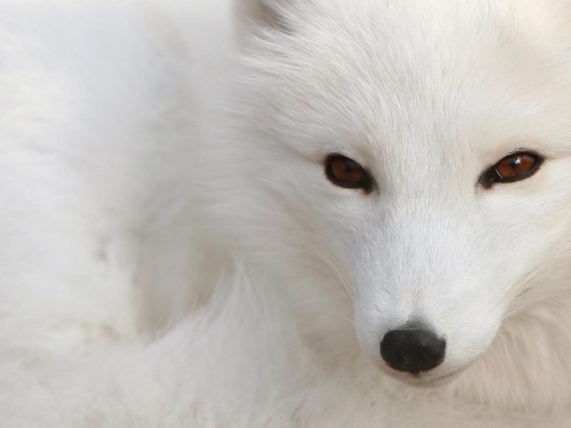 White Fox for 1152 x 864 resolution