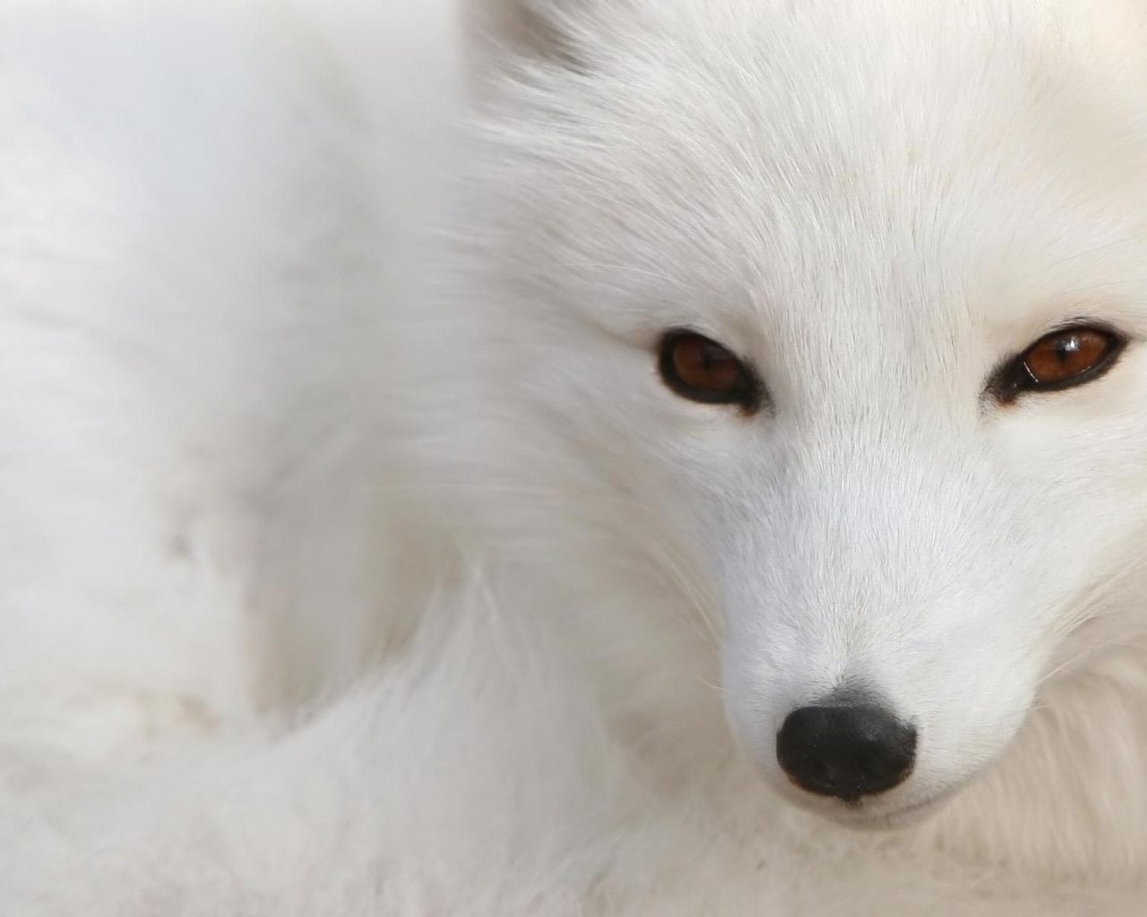 White Fox for 1280 x 1024 resolution