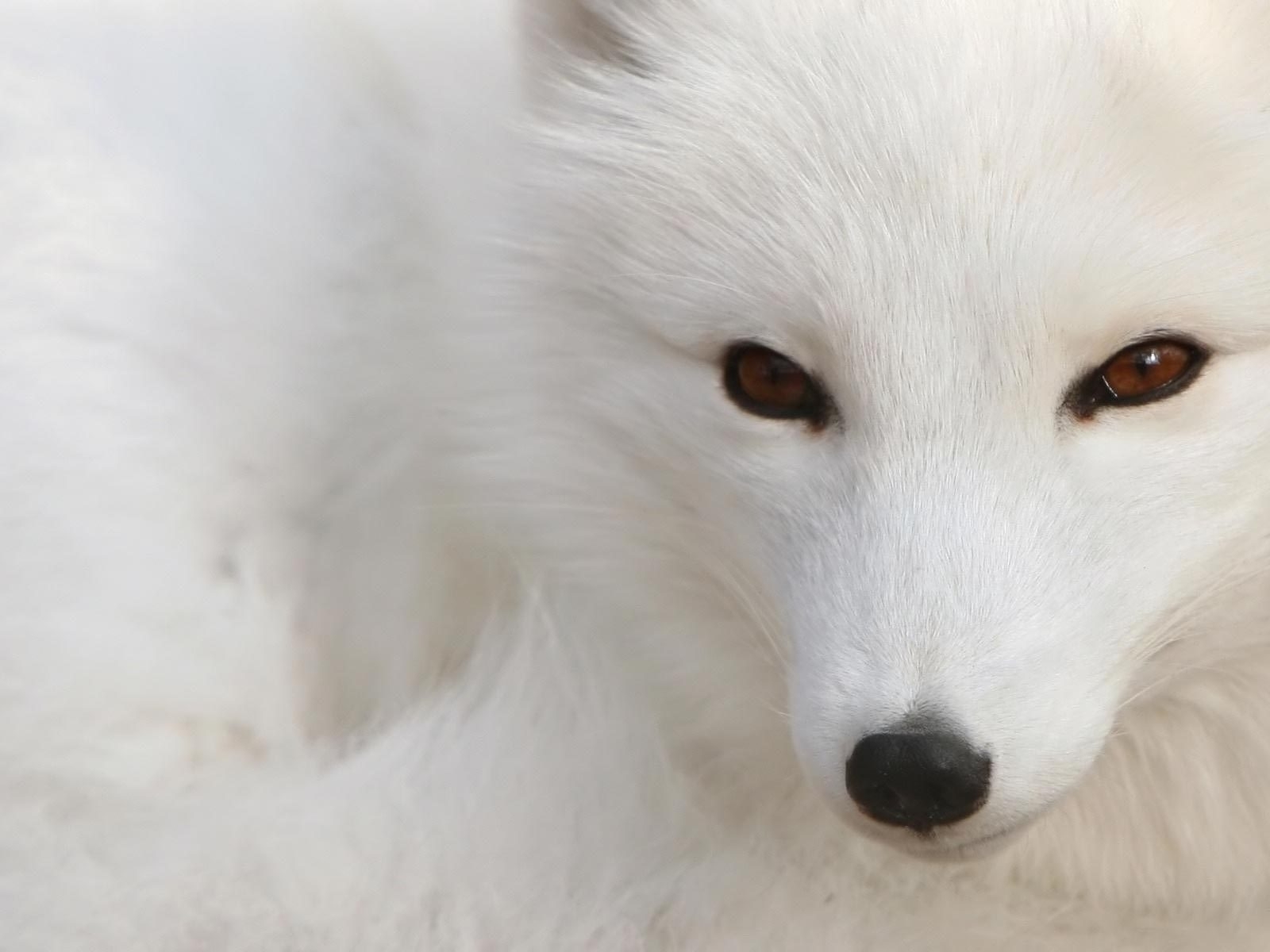 White Fox for 1600 x 1200 resolution