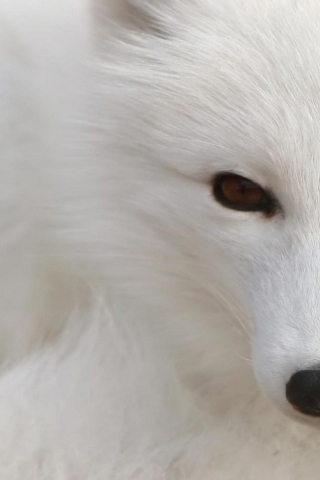 White Fox for 320 x 480 iPhone resolution