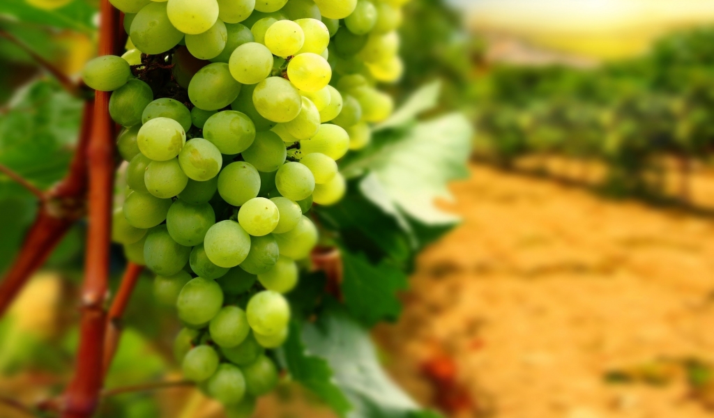 White Grapes for 1024 x 600 widescreen resolution