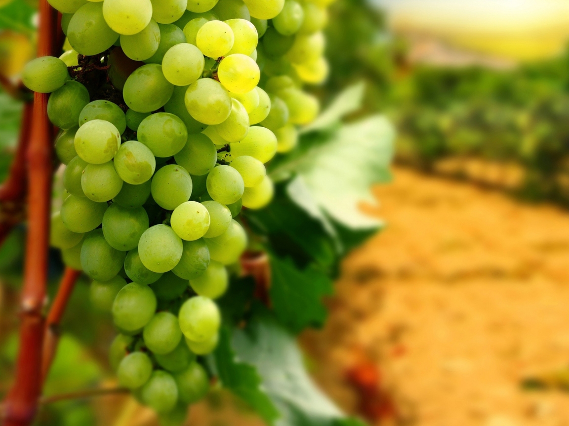 White Grapes for 1152 x 864 resolution