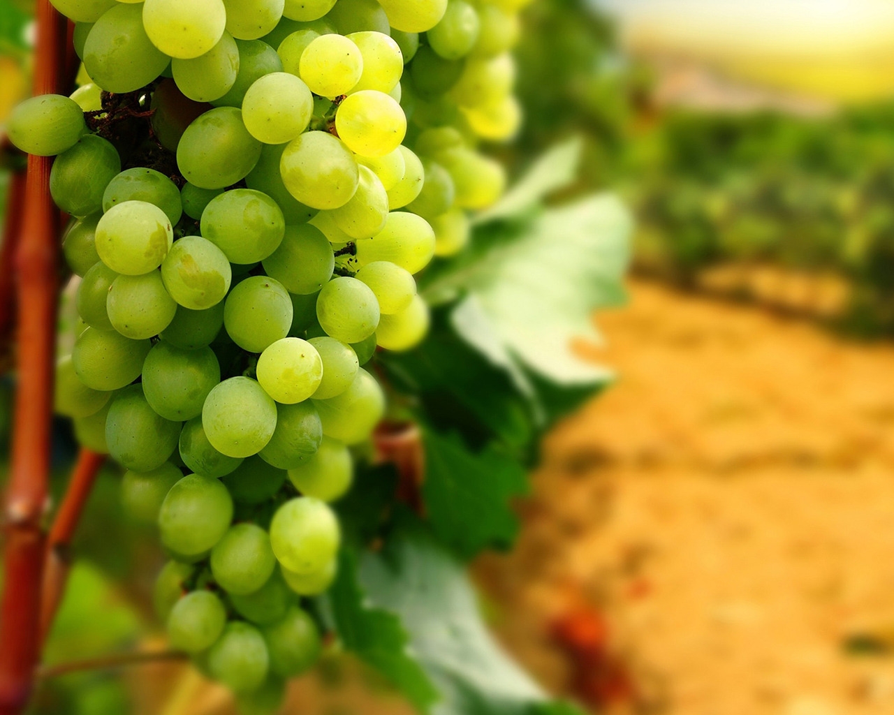 White Grapes for 1280 x 1024 resolution