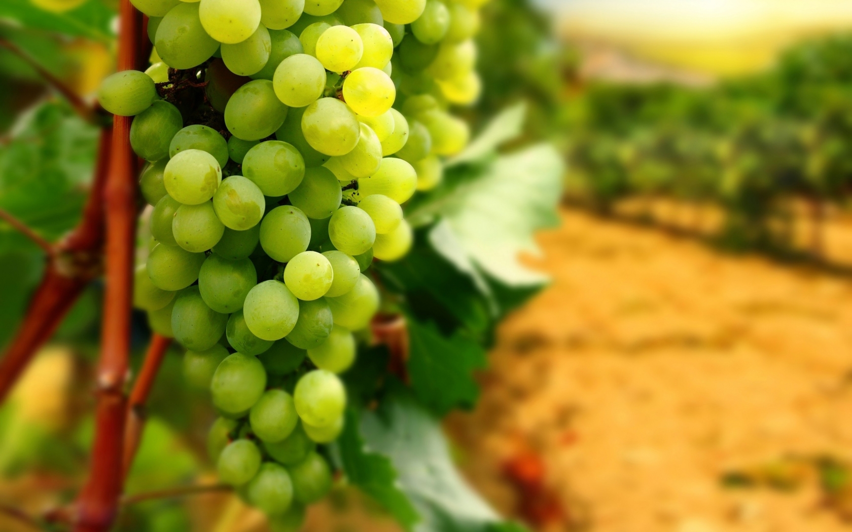 White Grapes for 1680 x 1050 widescreen resolution