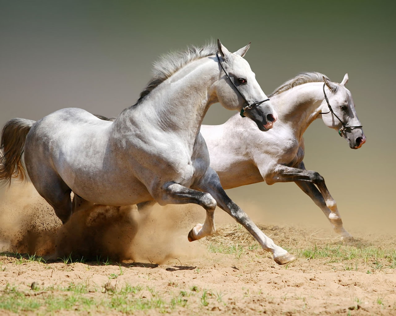 White Horse Competition for 1280 x 1024 resolution