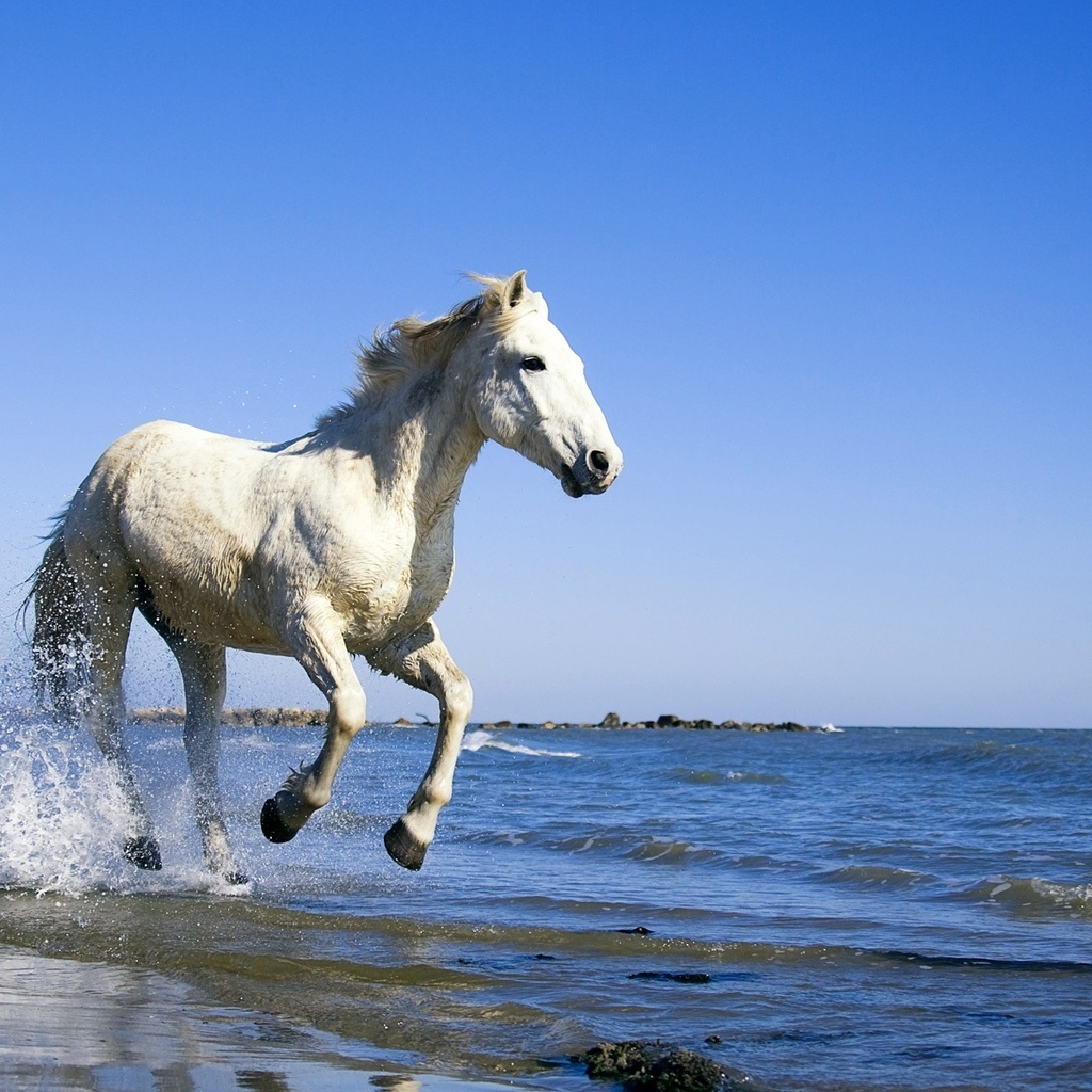 White Horse Running on the Beach for 1024 x 1024 iPad resolution