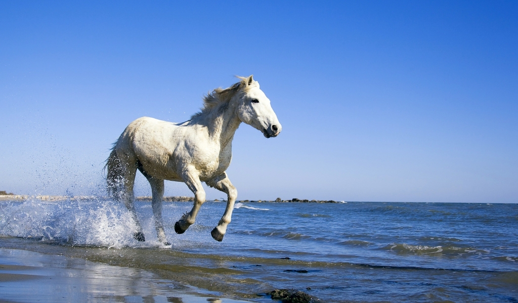 White Horse Running on the Beach for 1024 x 600 widescreen resolution