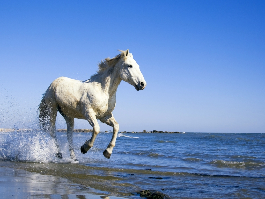 White Horse Running on the Beach for 1024 x 768 resolution