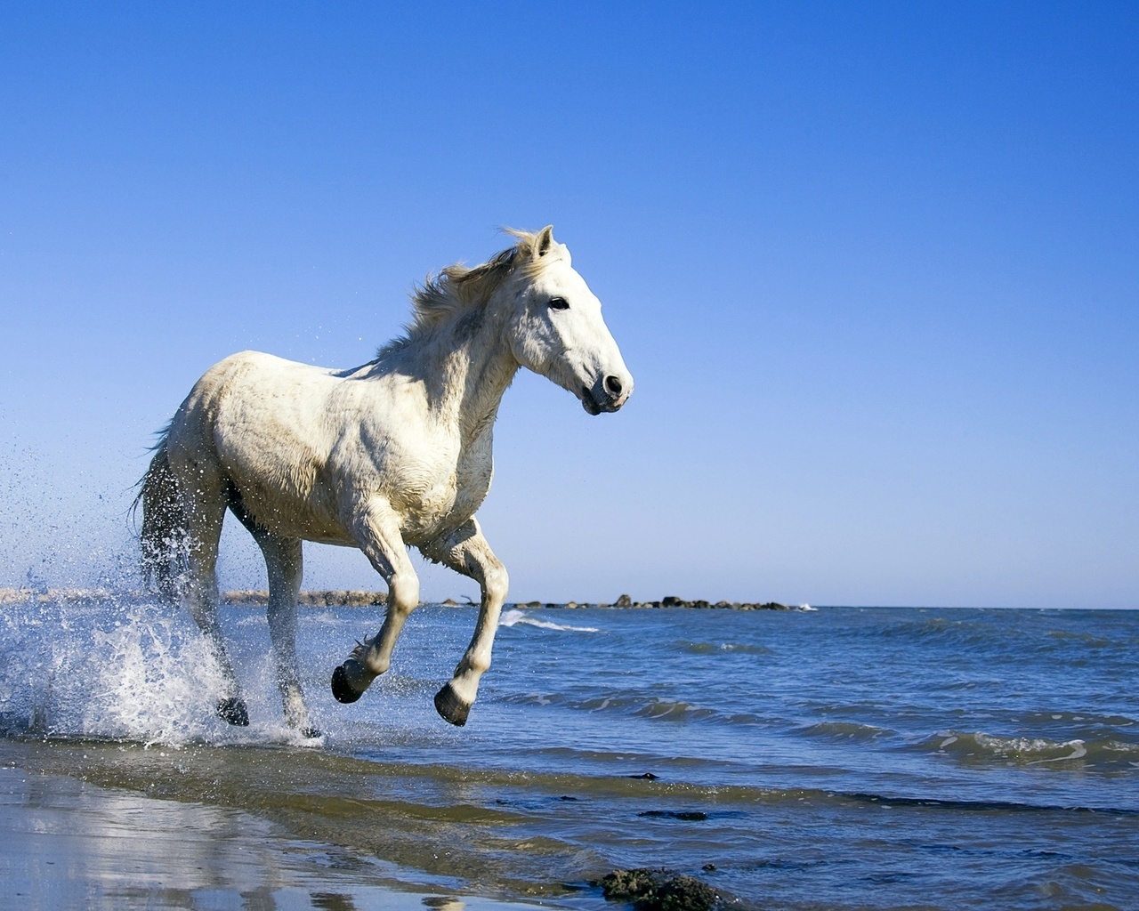 White Horse Running on the Beach for 1280 x 1024 resolution