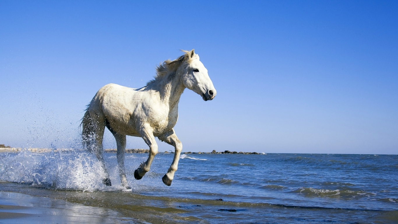 White Horse Running on the Beach for 1366 x 768 HDTV resolution