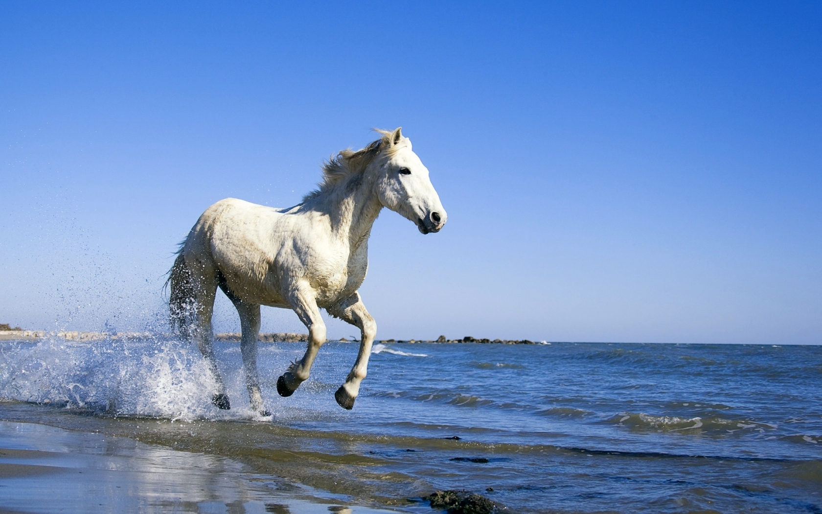 White Horse Running on the Beach for 1680 x 1050 widescreen resolution