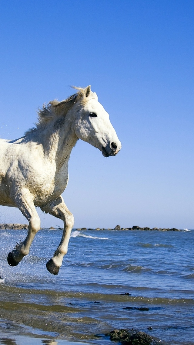 White Horse Running on the Beach for 640 x 1136 iPhone 5 resolution
