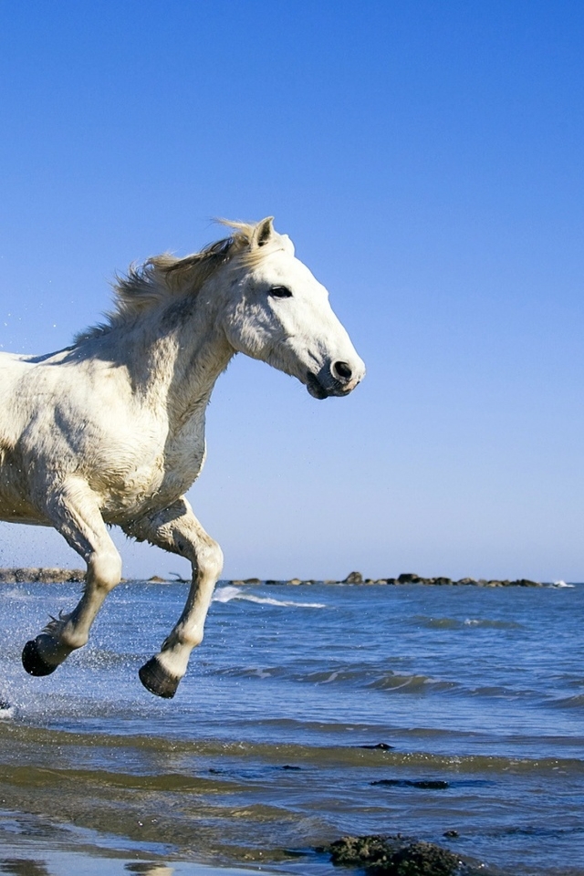 White Horse Running on the Beach for 640 x 960 iPhone 4 resolution