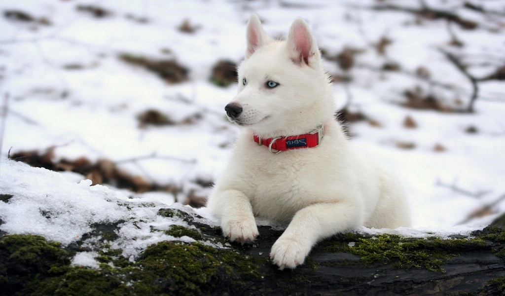 White Husky Dog for 1024 x 600 widescreen resolution