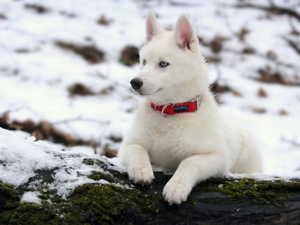 White Husky Dog for 1024 x 768 resolution