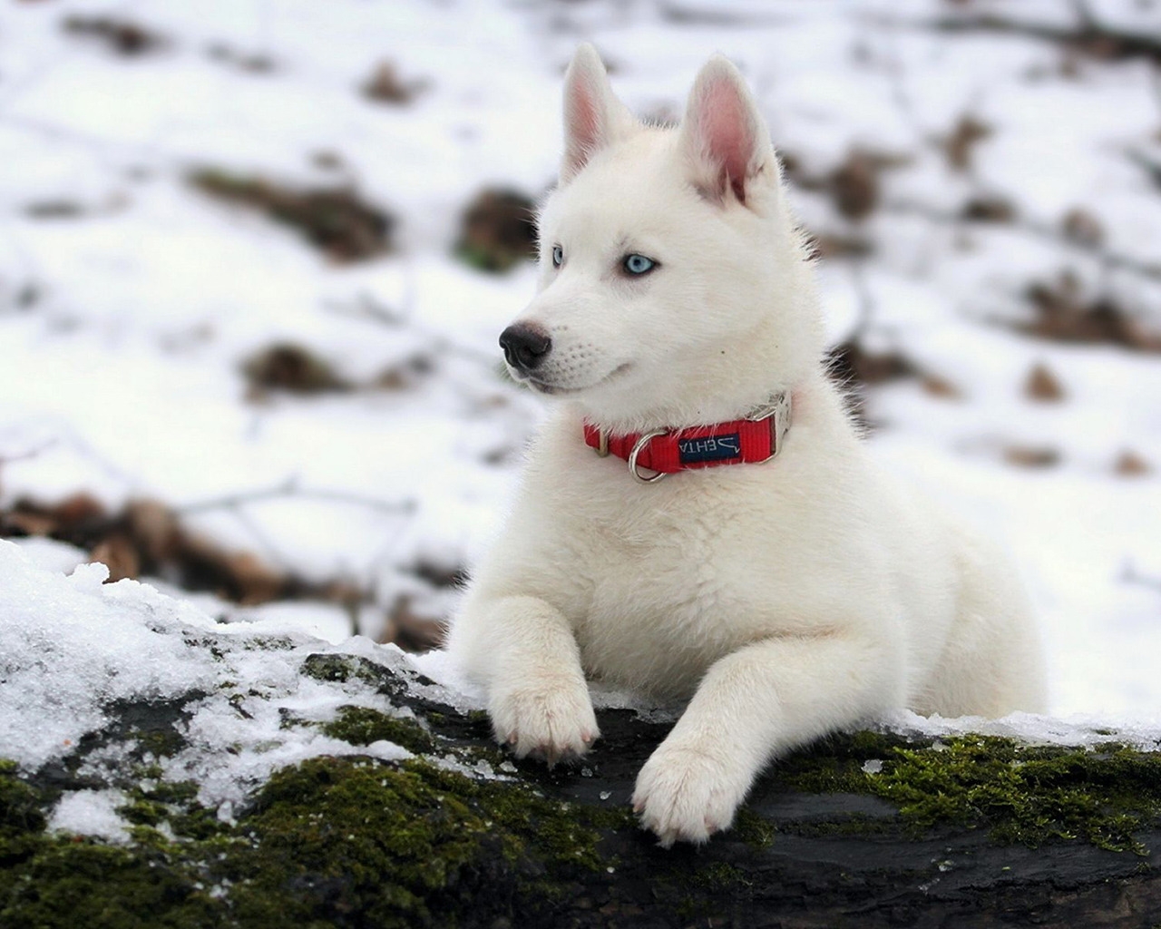 White Husky Dog for 1280 x 1024 resolution