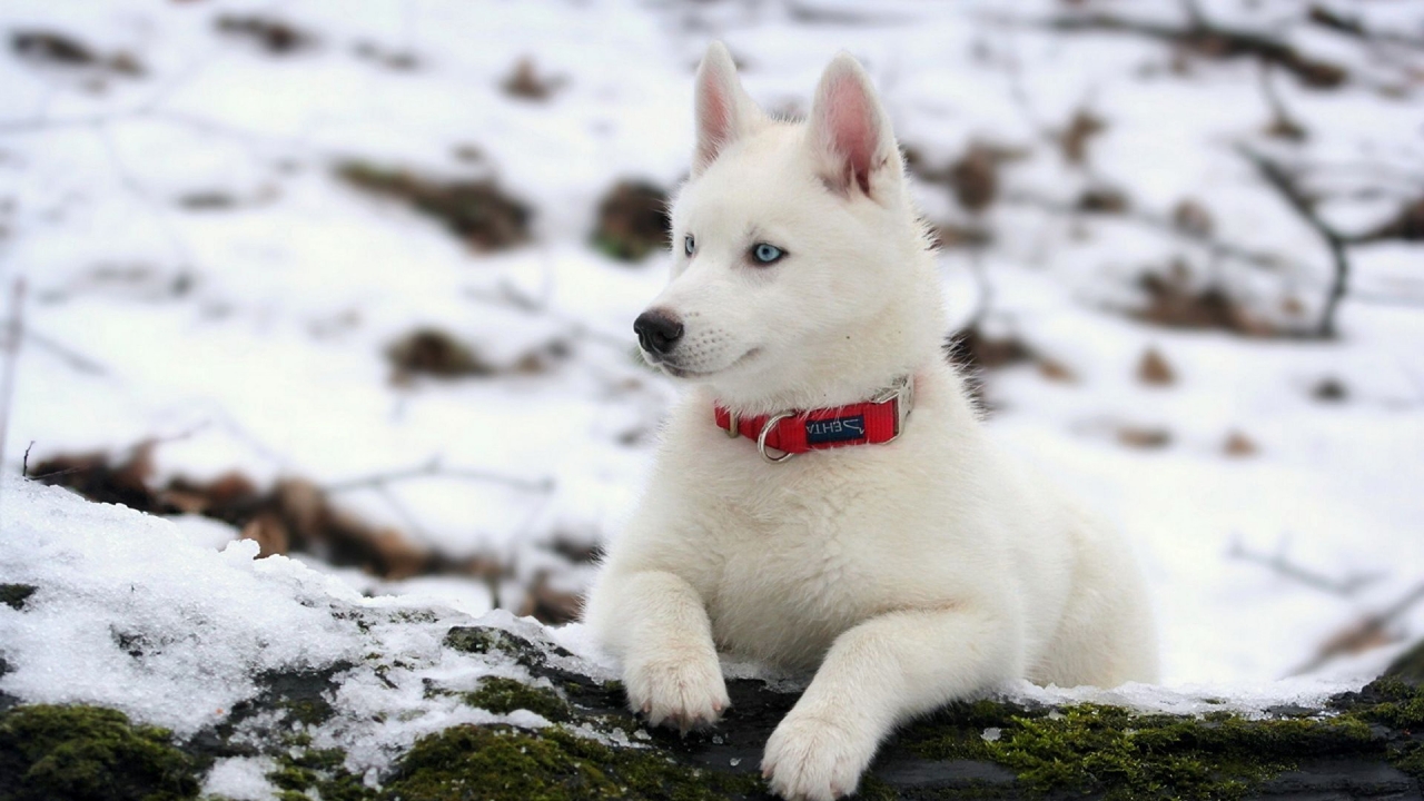 White Husky Dog for 1280 x 720 HDTV 720p resolution