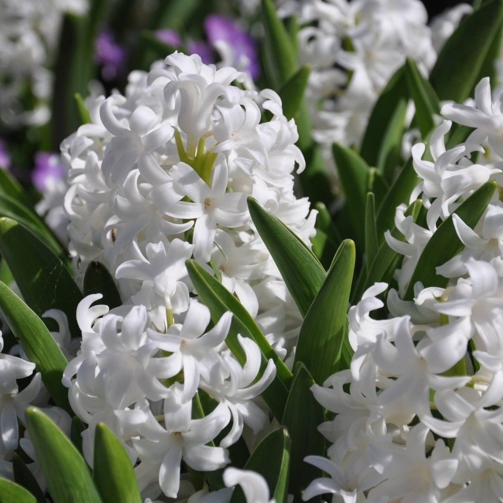 White Hyacinths for 1024 x 1024 iPad resolution