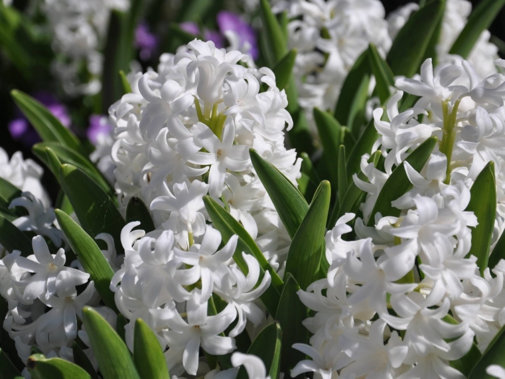 White Hyacinths for 1024 x 768 resolution