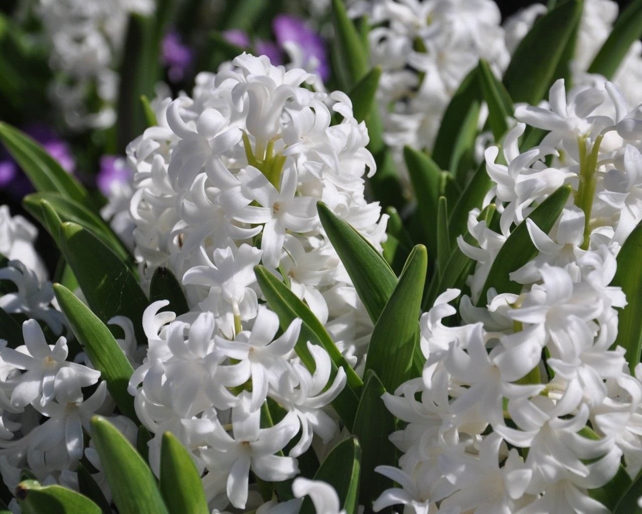 White Hyacinths for 1280 x 1024 resolution