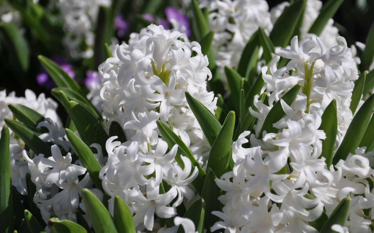 White Hyacinths for 1280 x 800 widescreen resolution