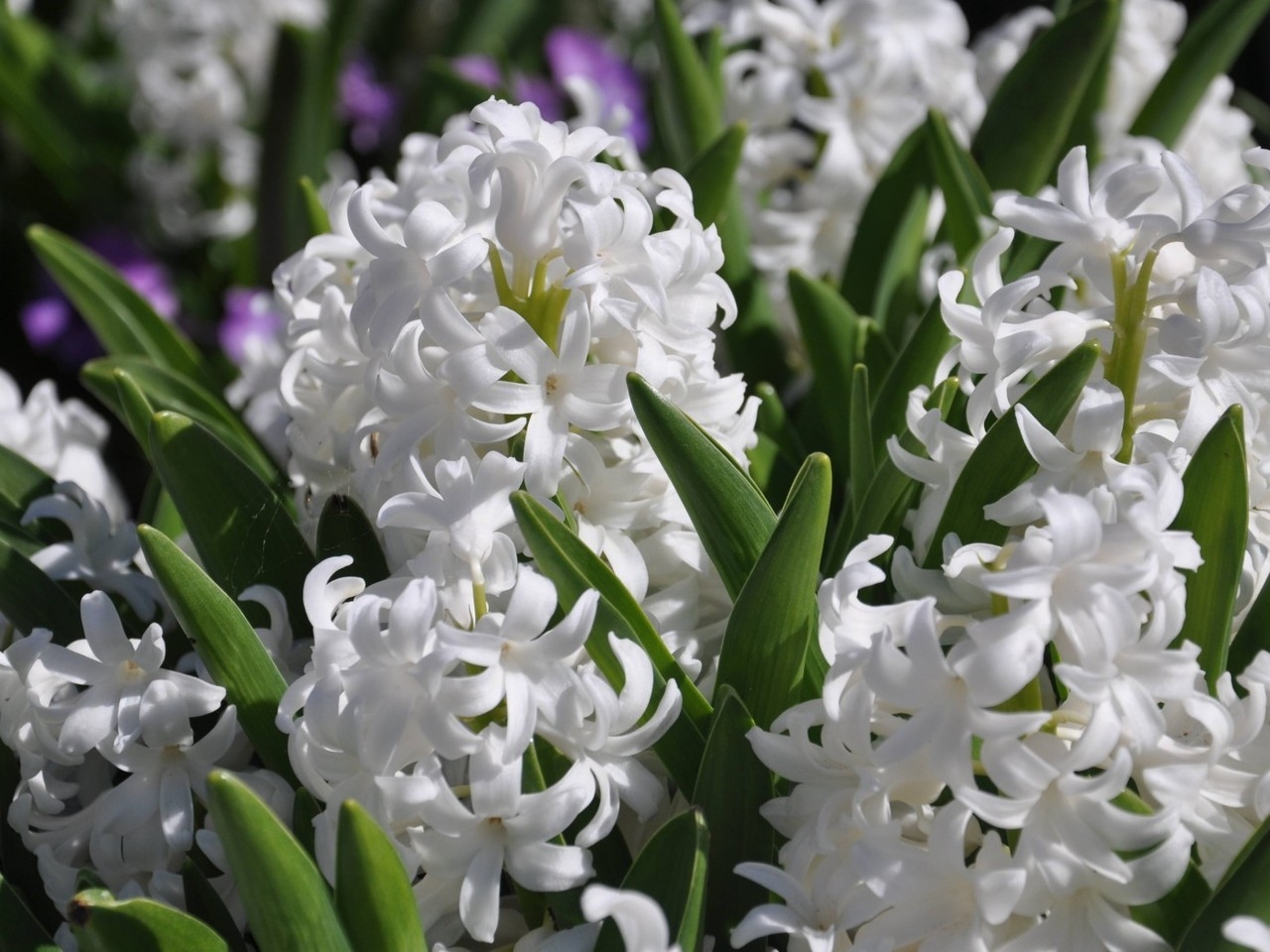 White Hyacinths for 1280 x 960 resolution