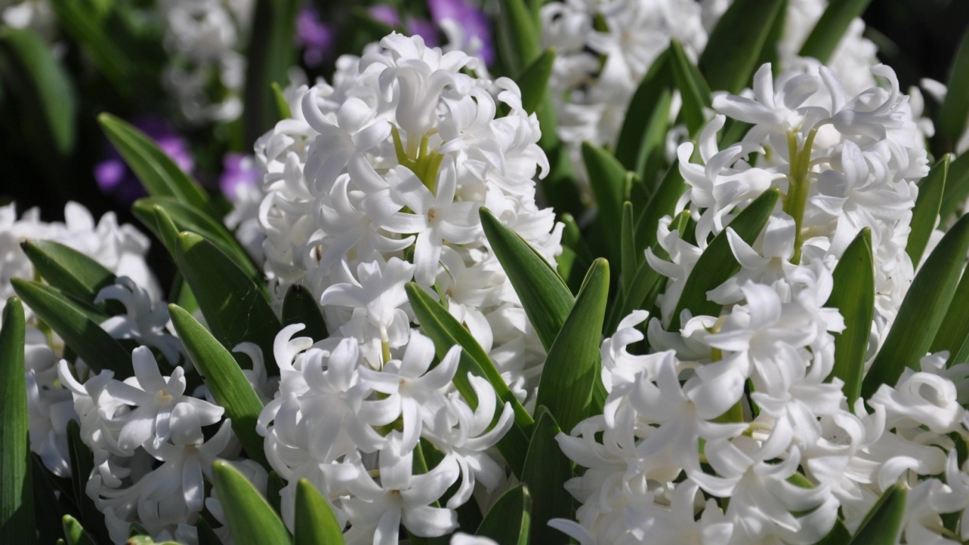 White Hyacinths for 1366 x 768 HDTV resolution