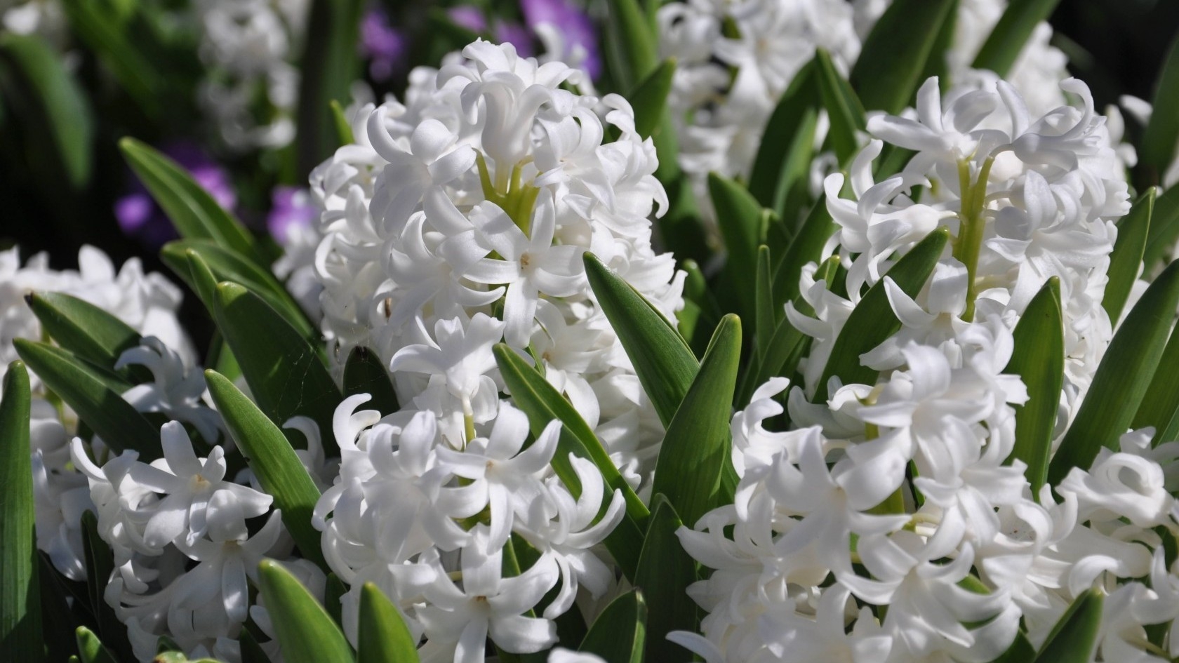 White Hyacinths for 1680 x 945 HDTV resolution