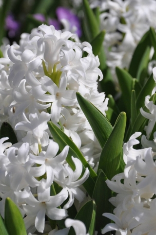 White Hyacinths for 320 x 480 iPhone resolution