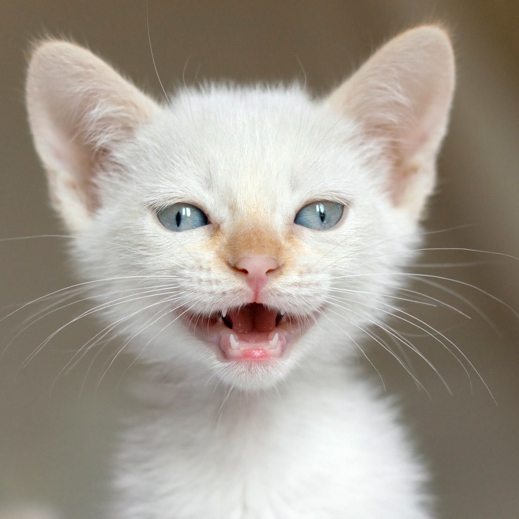 White Kitten for 1024 x 1024 iPad resolution