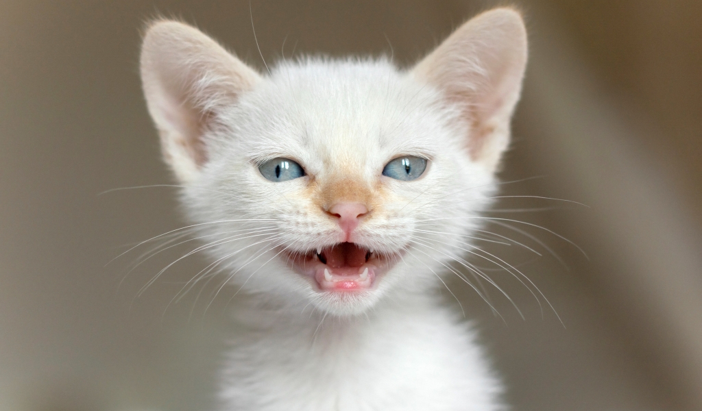 White Kitten for 1024 x 600 widescreen resolution