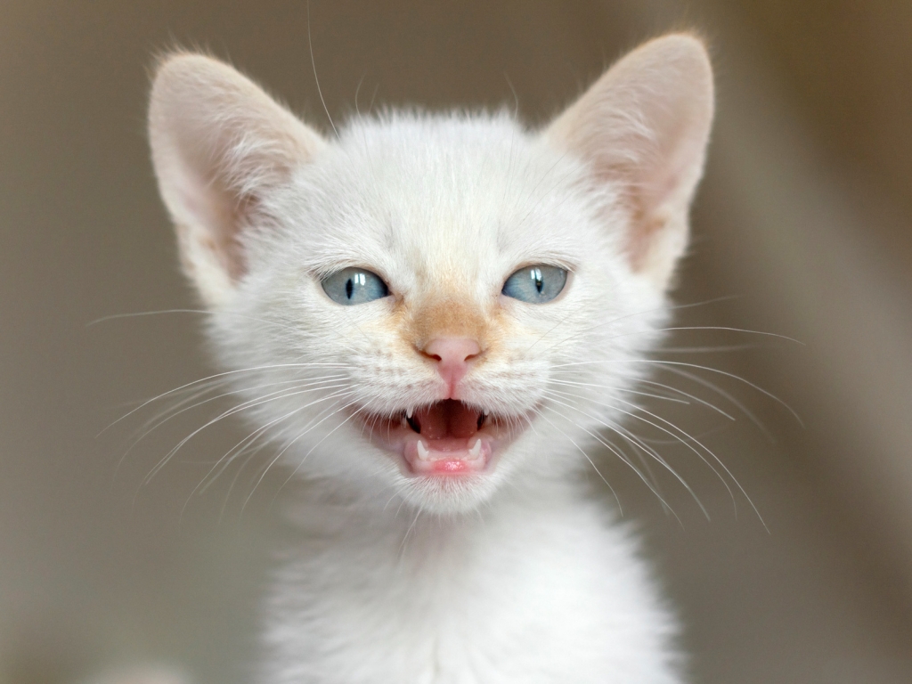 White Kitten for 1024 x 768 resolution