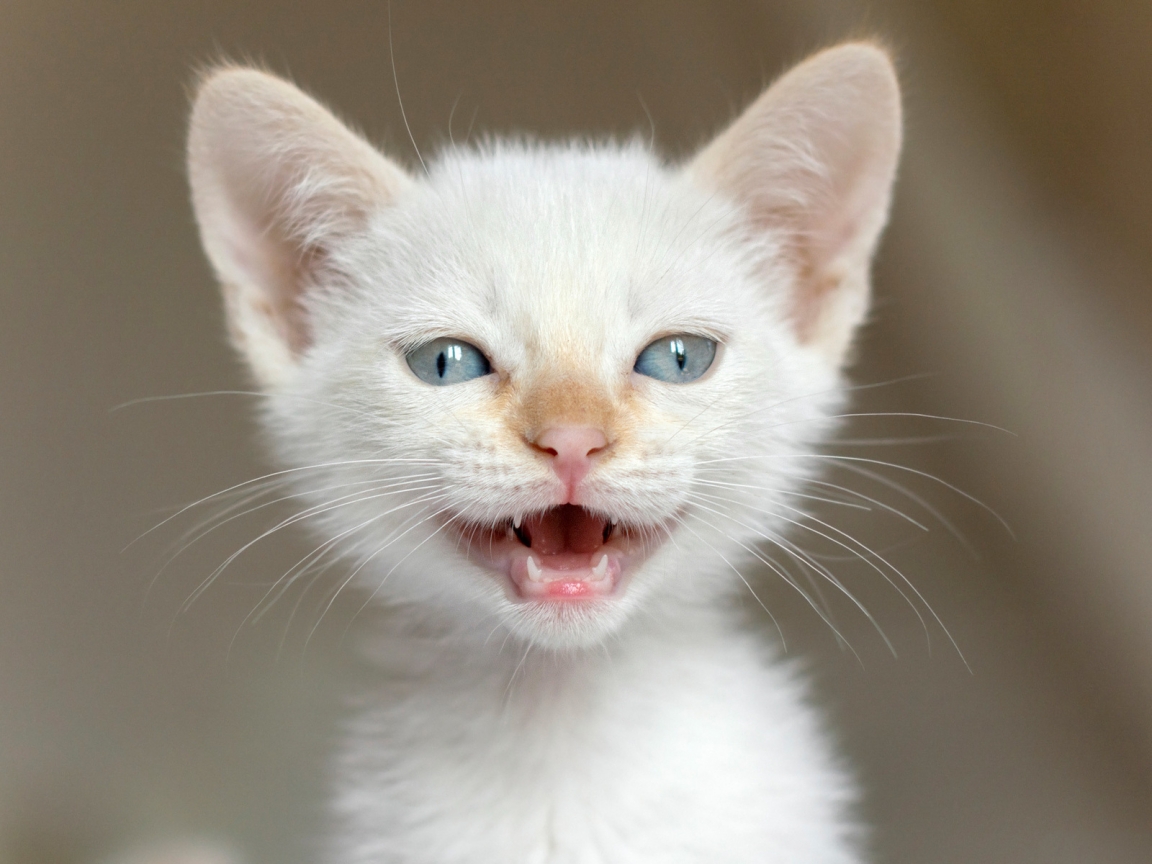 White Kitten for 1152 x 864 resolution