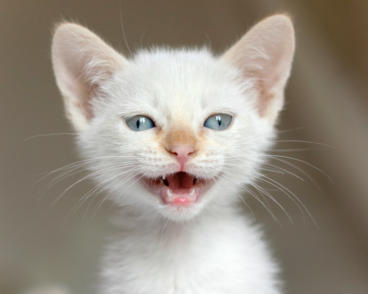 White Kitten for 1280 x 1024 resolution