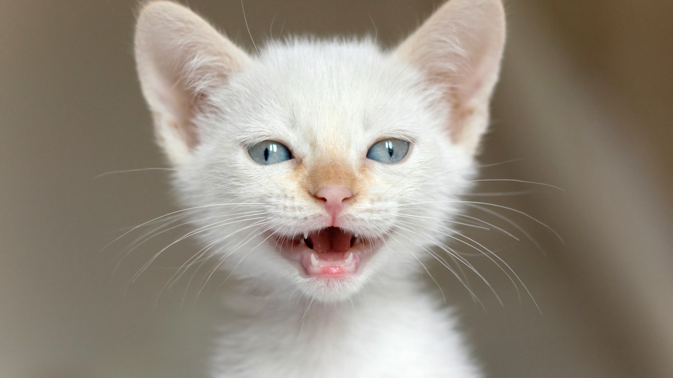 White Kitten for 1366 x 768 HDTV resolution